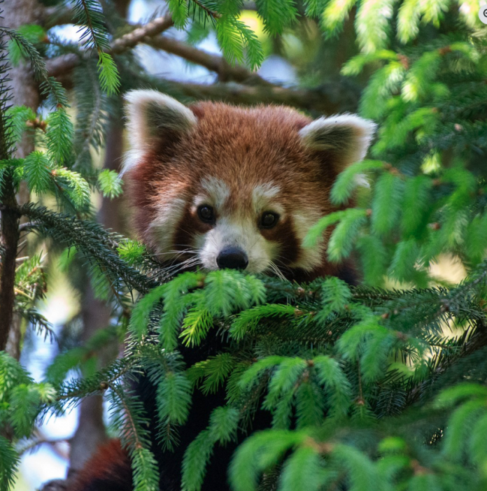 Haru, Yuki ou Néo ? Ce panda roux, du zoo d'Amnéville, cherche un nom ! Photo : Zoo d'Amnéville