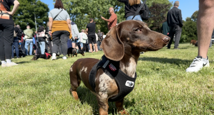 Insolite. Plus de 200 teckels défilent à Thionville !