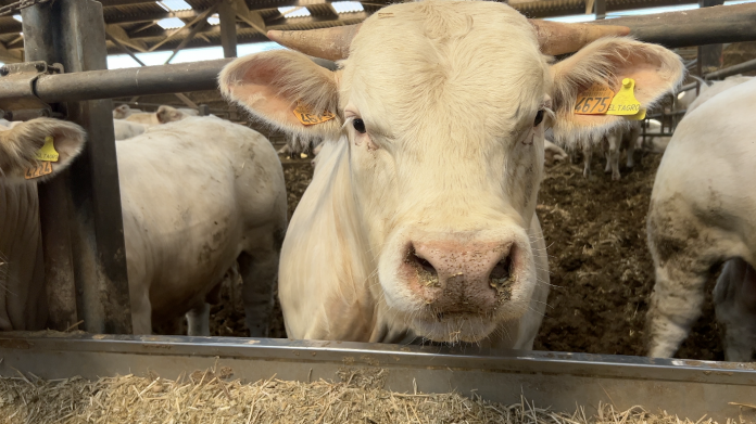 Un boeuf boit entre 20 et 40 Litres d'eau par jour.