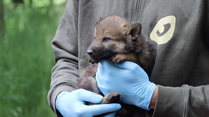 La meute de loups s'agrandit au parc animalier de sainte-croix