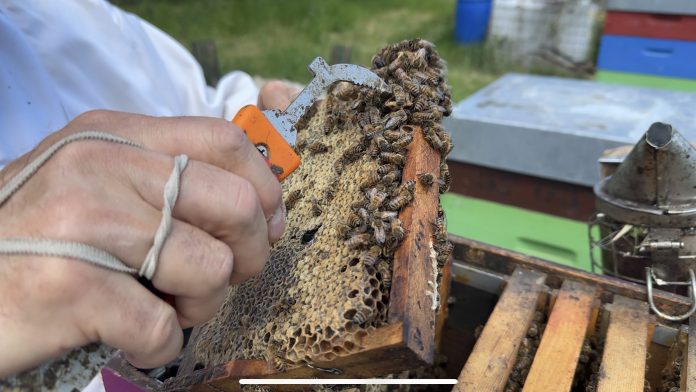 Les frelons asiatiques inquiètent les apiculteurs.