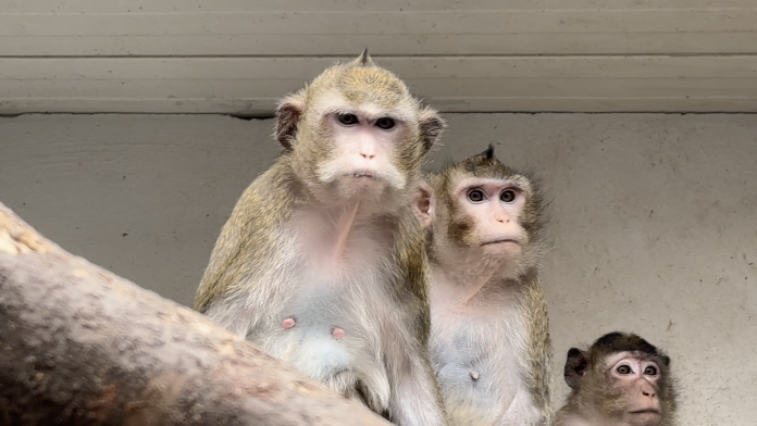 Six femelles macaques crabier quittent un laboratoire pour une nouvelle vie au zoo d'Amnéville.