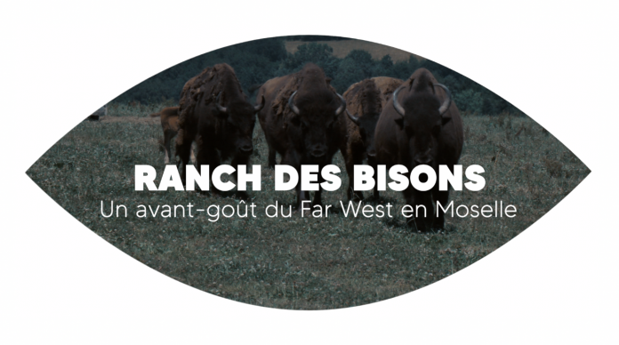 Ranch des bisons : un avant-goût du Far West à Petit-Réderching