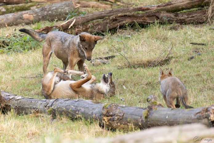 Sainte-Croix : le territoire des loups gris s'agrandit Photo : Cindy Damas