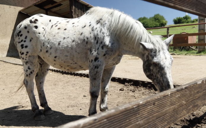Avec l'association Flora, les vieux chevaux destinés à la boucherie trouvent refuge