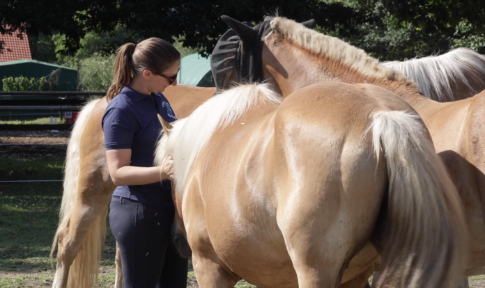 Au centre équestre du Pâtis, à Woippy, le bien-être du cheval avant tout