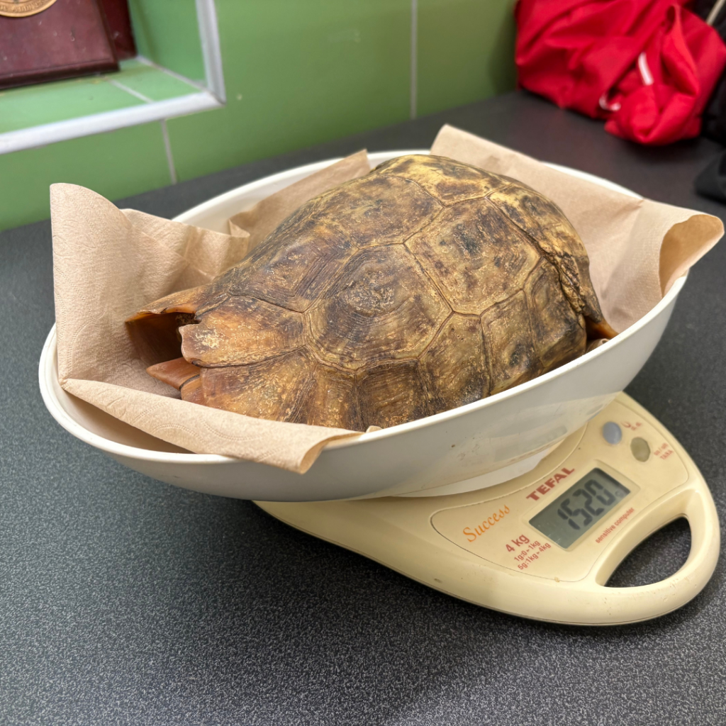 Arrivée dans un état préoccupant, la tortue Kinixys homeana est sous étroite surveillance.