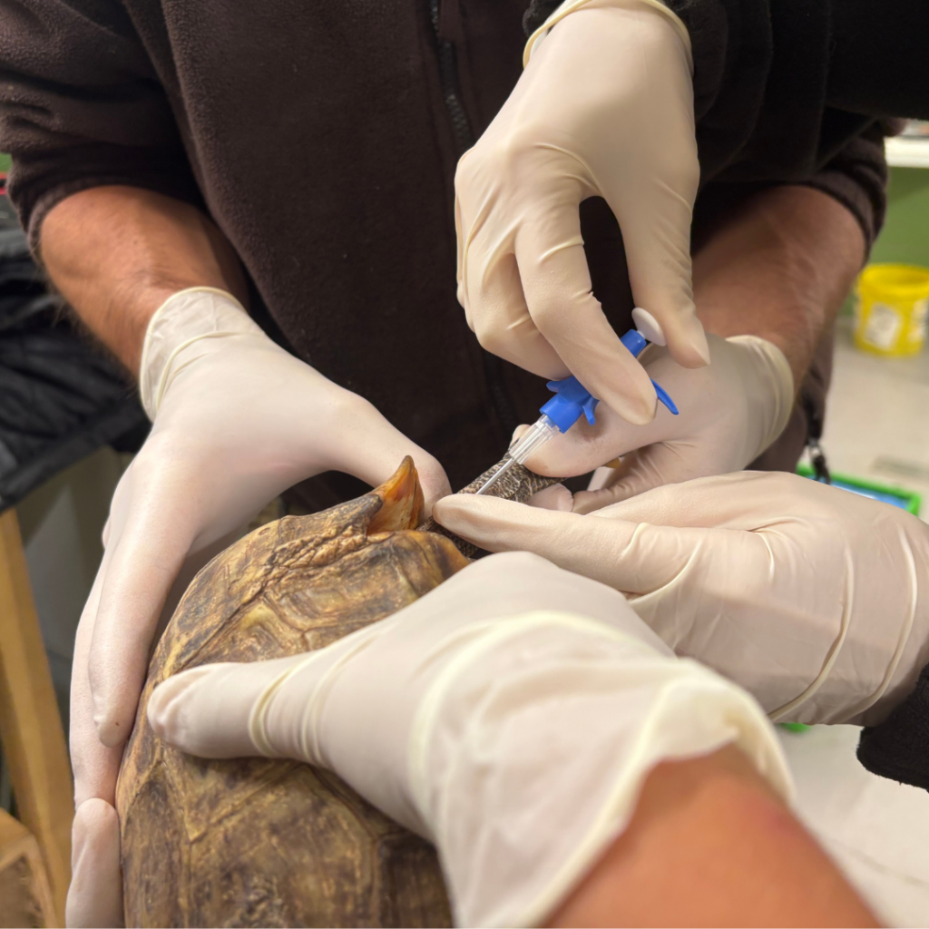 Les équipes du Zoo d'Amnéville ont l'habitude de collaborer avec les services de l'État face au trafic illégal d'animaux sauvages.