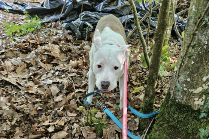 Une chienne retrouvée abandonnée à un arbre à Hettange-Grande SPA Thionville