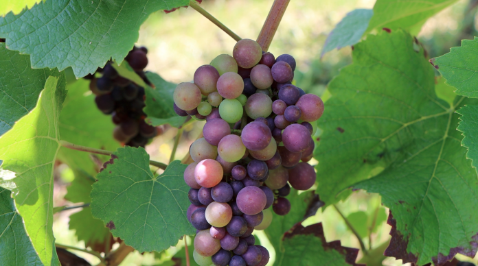 Vendanges 2025 : les viticulteurs devraient garder le sourire