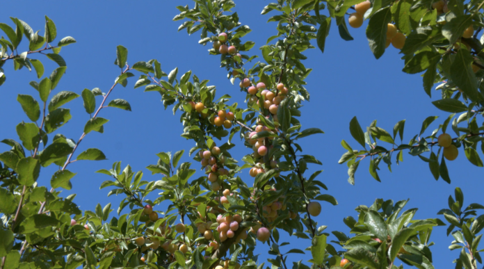 Vers une saison dorée pour les mirabelles de Lorraine ?