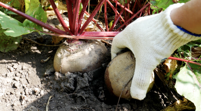 Loi Duplomb : Quelles conséquences pour les exploitants de betteraves ?