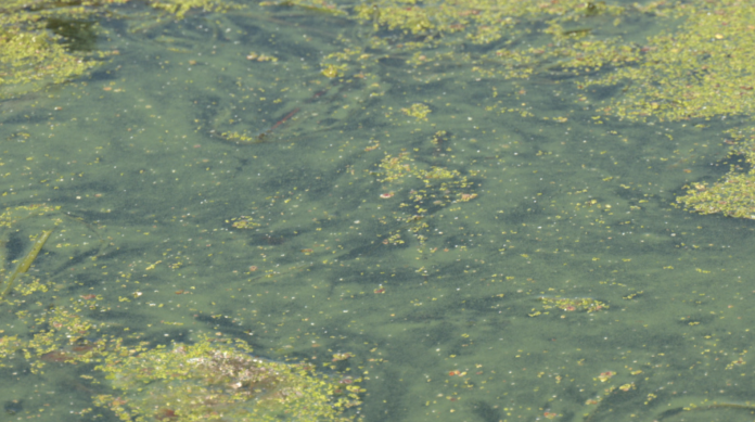 Les cyanobactéries paralysent les points d’eau en Moselle