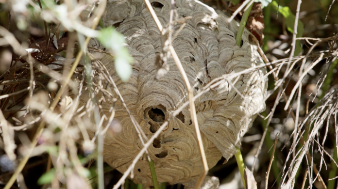 Avec un désinsectiseur face aux frelons asiatiques et aux guêpes