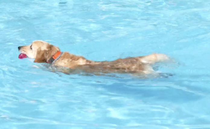 Le Zap : et si vous faisiez trempette avec vos chiens à Aquagliss ?