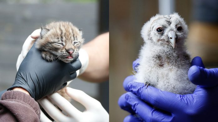 2025, une année de naissances au Zoo d'Amnéville - Crédit : Zoo Amnéville