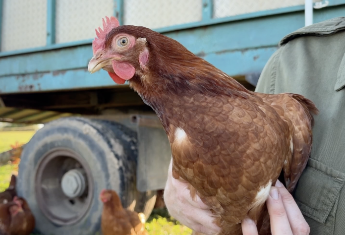Le Zap : un poulailler mobile vous apporte les oeufs, chez vous ! Crédit photo : Mosaik Cristal
