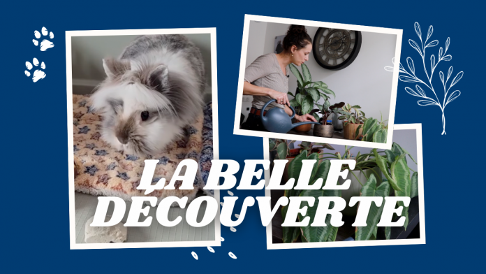 Plantes, animaux... des initiatives locales pour vous faciliter la vie quand vous êtes absents