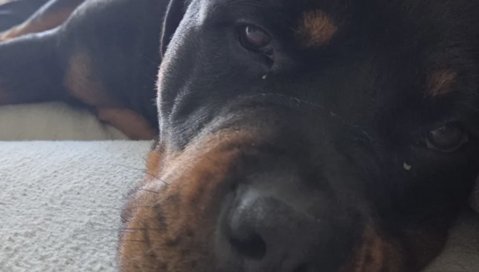 Un élan de solidarité pour Volf, jeune rottweiler malade