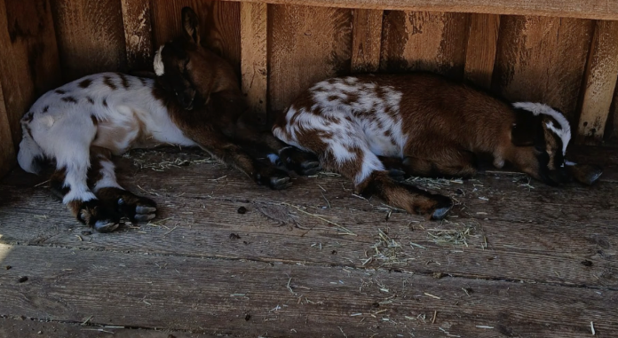Le Zap : deux chevreaux sont nés au Zoo d’Amnéville ! Crédit : Images amateurs