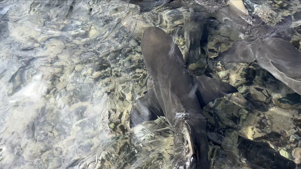 Les enfants face aux requins-citrons