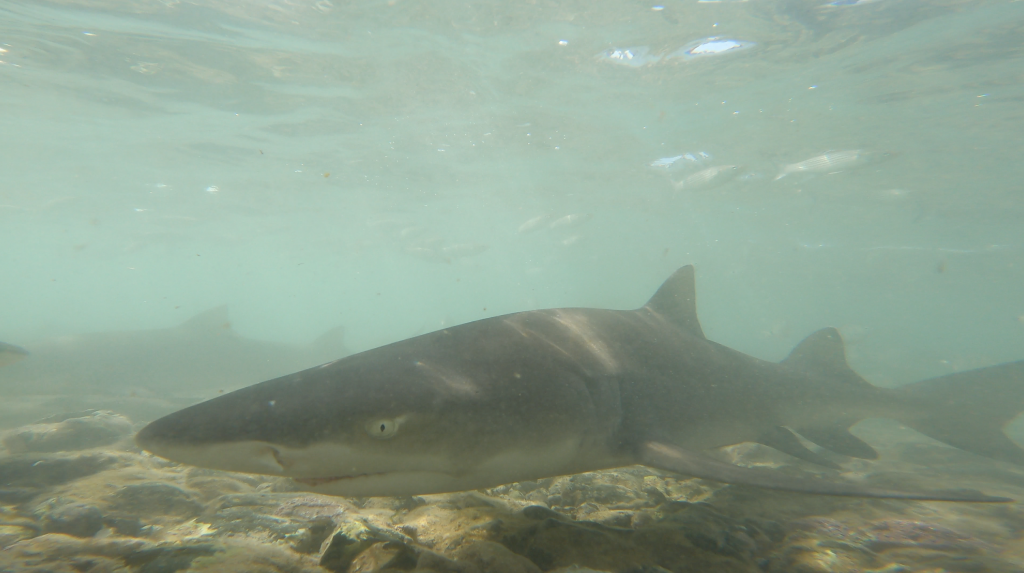 Les enfants face aux requins-citrons