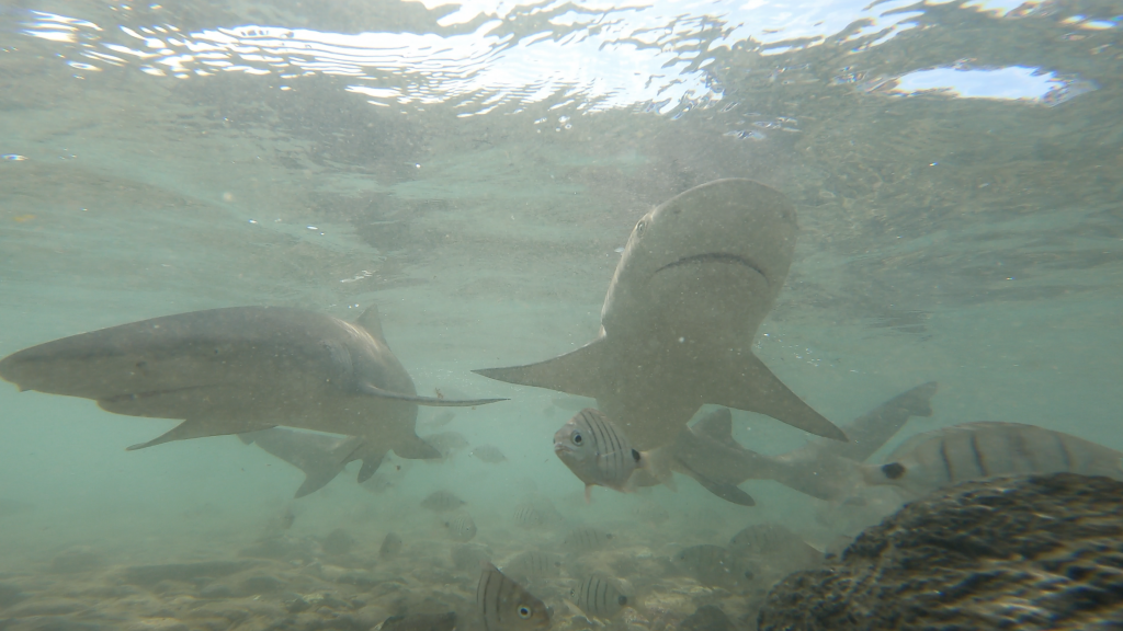 Les enfants face aux requins-citrons