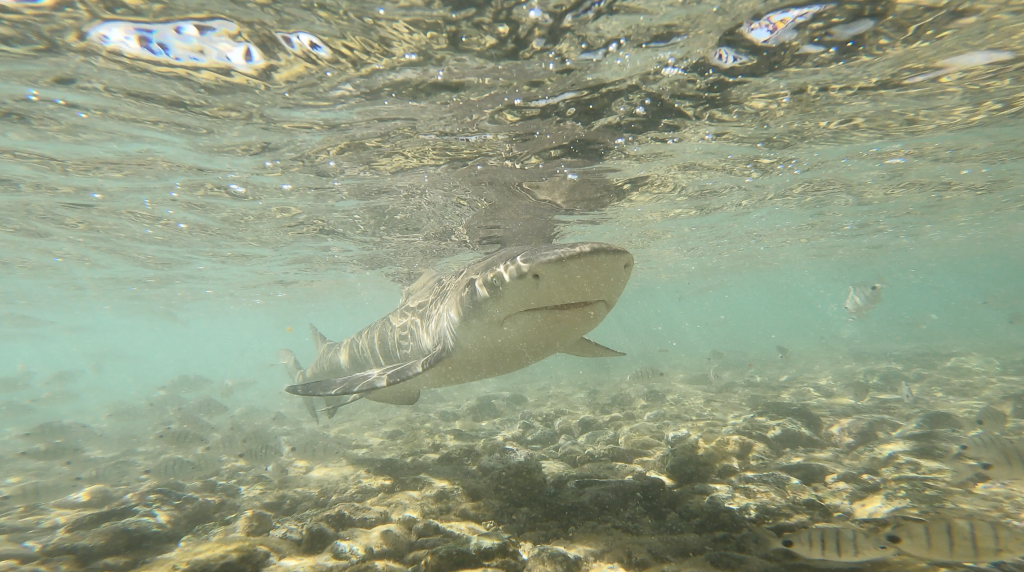 Les enfants face aux requins-citrons