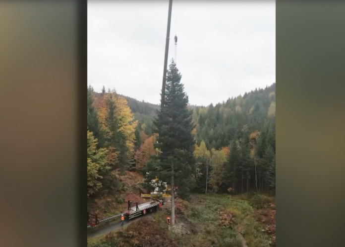 Le Zap : un sapin de Saint-Quirin en route pour Strasbourg ! Crédit photo : Strasbourg capitale de Noël