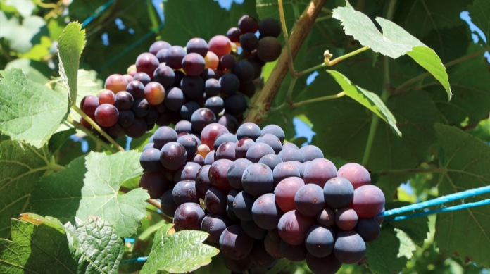 Les vignes mosellanes ont été prolifiques cette saison