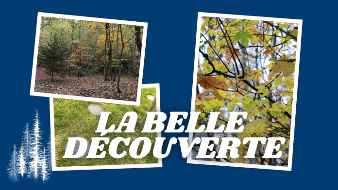 Alternative au cimetière traditionnel, la forêt cinéraire prend racine en Moselle