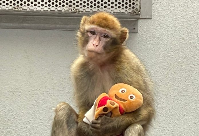 Marcelle, femelle macaque de Barbarie a trouvé un refuge début octobre