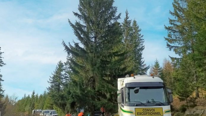 Le Zap : les grands sapins sont arrivés à Sarrebourg ! Crédit : Groupe Denis Kuchly