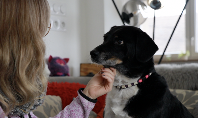 Victoria et son chien Bounty visent l'exploit au Grand Prix de France d'Agility