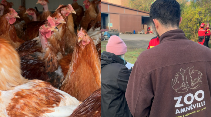 Mesures de précaution contre la grippe aviaire en Moselle