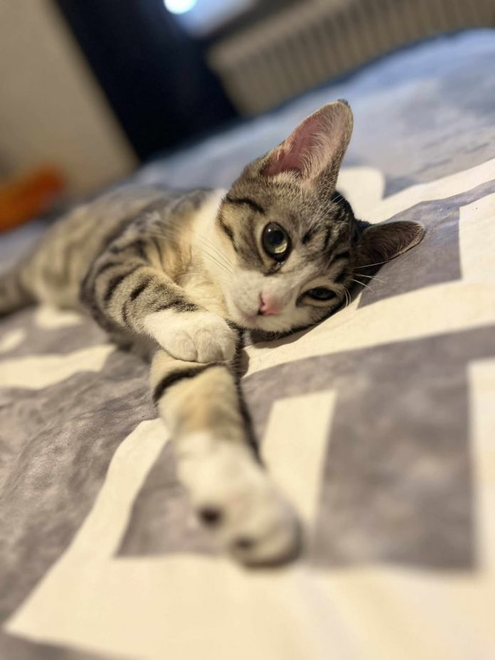 L’association Bitcher’Katz cherche encore des bénévoles