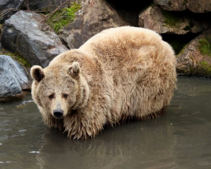 Le Zap : l’ourse Volga est décédée. Crédit : parc de Sainte-Croix