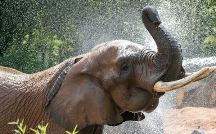 Niko, l’un des éléphants phares du zoo d’Amnéville, s’est éteint