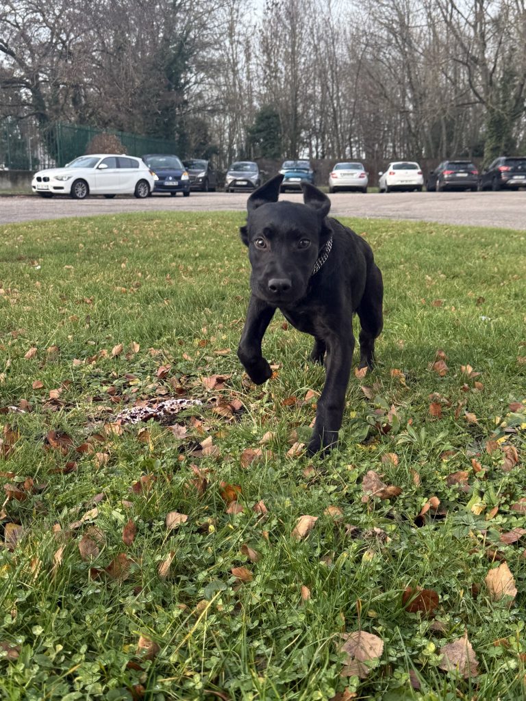 Le Zap : la chienne Azyx rejoint la gendarmerie de la Moselle