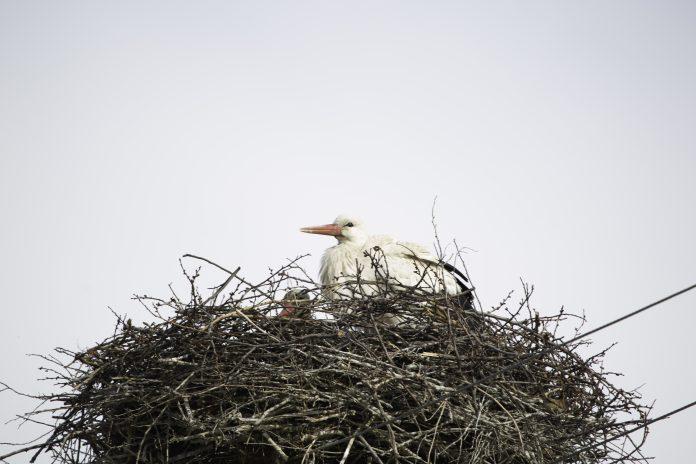 Le Zap : les cigognes de Thionville-Garche sont de retour !
