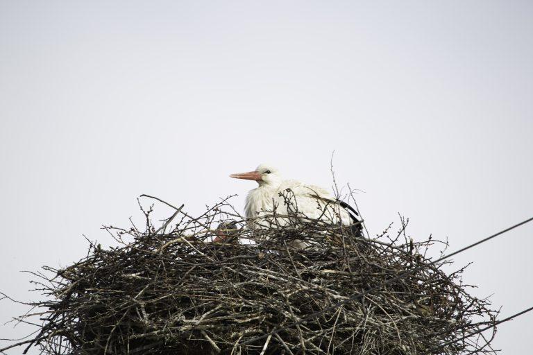 Le Zap : les cigognes de Thionville-Garche sont de retour !