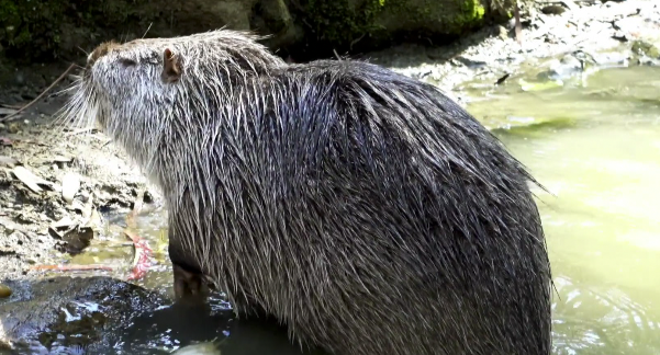 Le Zap : le castor est de retour en Moselle !