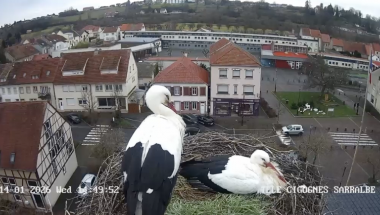 Le Zap : Mélodie, la cigogne de Sarralbe, est-elle de retour ? 