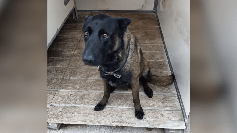Un chien de la brigade canine de Metz décède en service