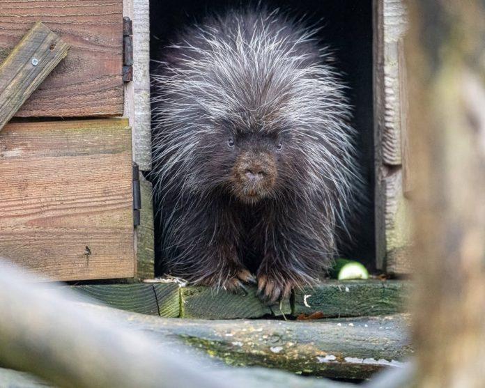 Kiwi, porc-épic mâle de 8 ans, est le nouveau pensionnaire du Parc de Sainte-Croix - Crédit : Parc animalier de Sainte-Croix