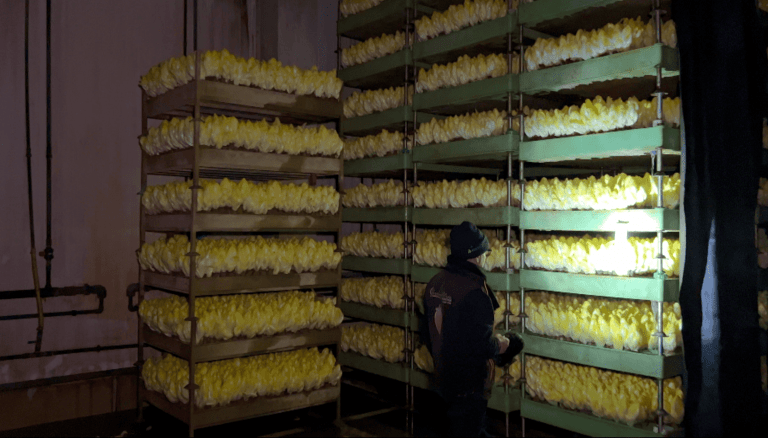 Surproduction d&rsquo;endives : une déconvenue financière pour ce producteur de Moselle