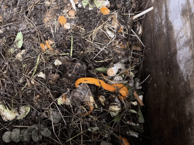 Comment obtenir un composteur à Metz ?