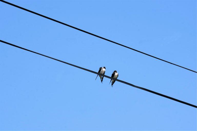 Dérèglement climatique en Moselle : où sont passées les hirondelles et les oiseaux de notre tendre enfance ?