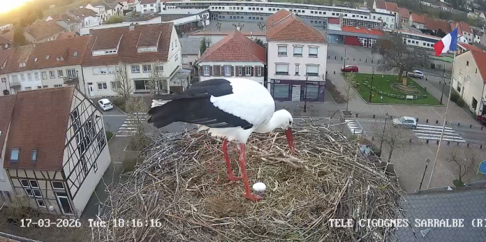Mélodie, la cigogne de Sarralbe, offre son tout premier œuf