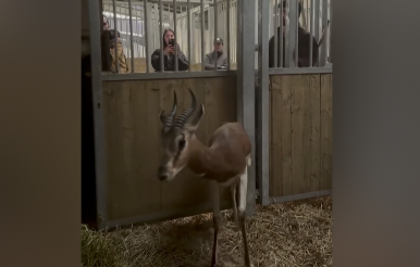 Le Zap : une nouvelle arrivée remarquée au Zoo d’Amnéville Crédit : Zoo d'Amnéville